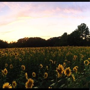 Meet your Posher, Isabella